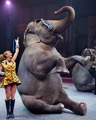 The Genie's Circus of Wonders Miami