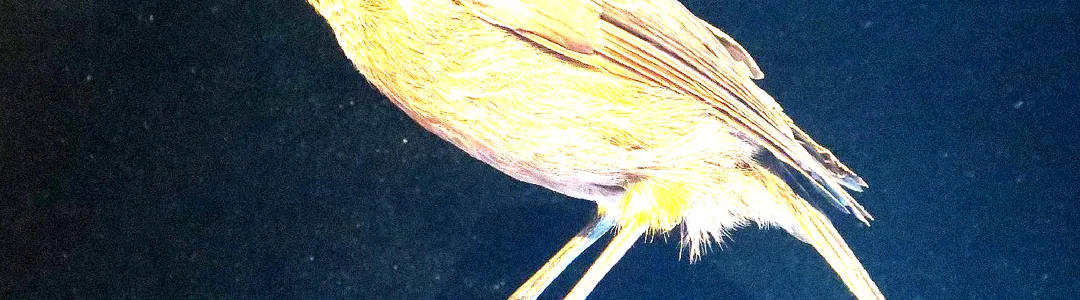 Love-Less - Dance of The Last Moho Braccatus