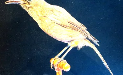 Love-Less - Dance of The Last Moho Braccatus